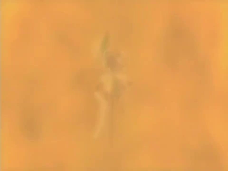 Episódio 010