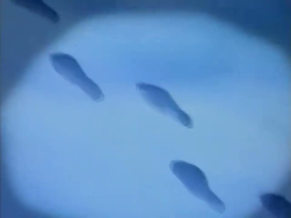 Episódio 048