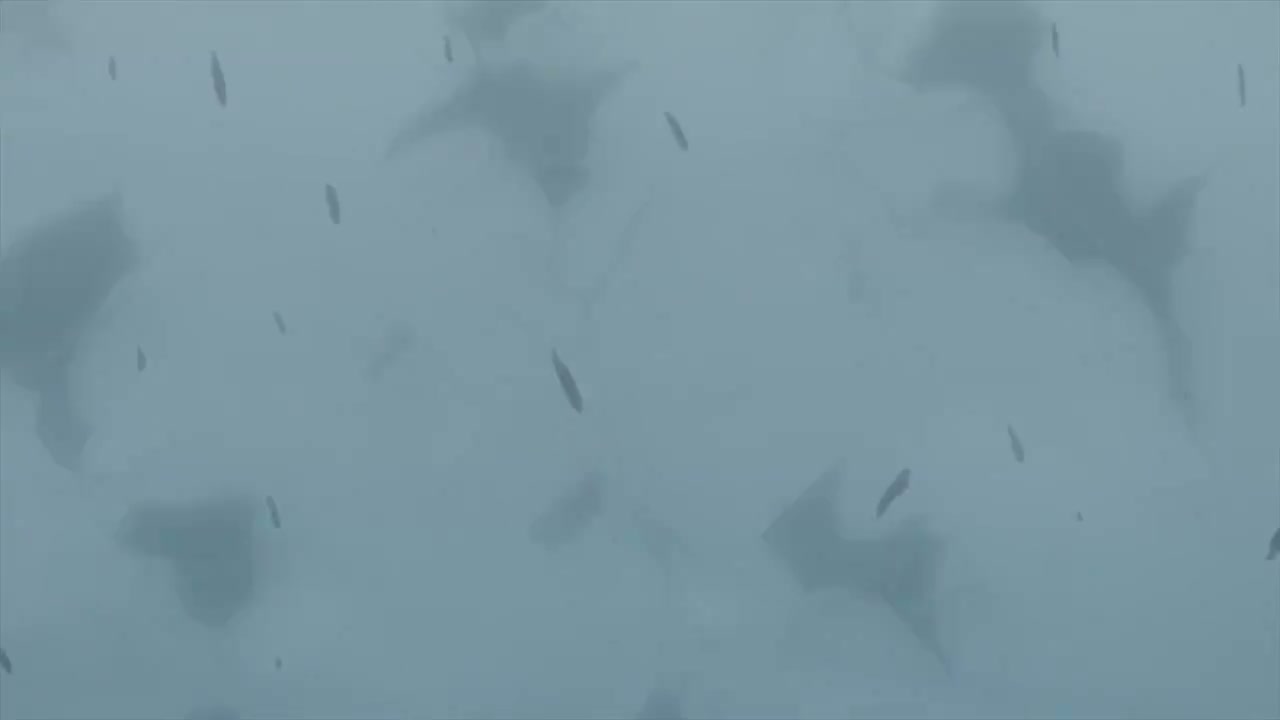 Episódio 005